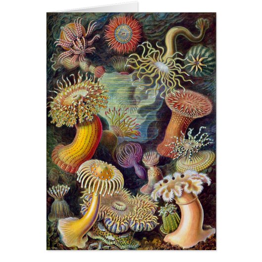Vintage Unterwasserseelemone von Ernst Haeckel (Vorne)