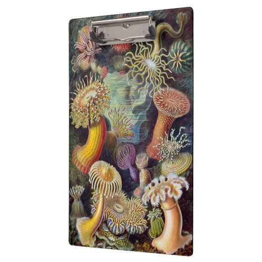 Vintage Unterwasserseelemone von Ernst Haeckel Klemmbrett (Links)