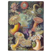 Vintage Unterwasserseelemone von Ernst Haeckel Klemmbrett (Rückseite)