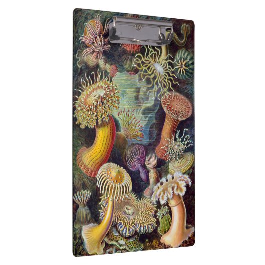 Vintage Unterwasserseelemone von Ernst Haeckel Klemmbrett (Rechts)