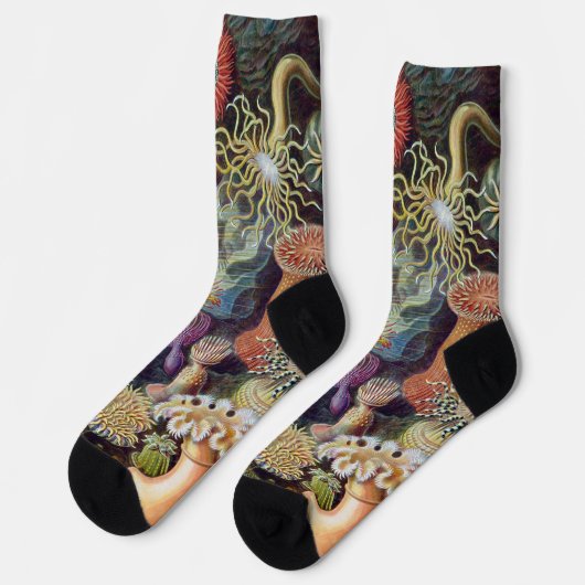 Vintage Unterwasserseelemone von Ernst Haeckel Socken (Linkes Detail)