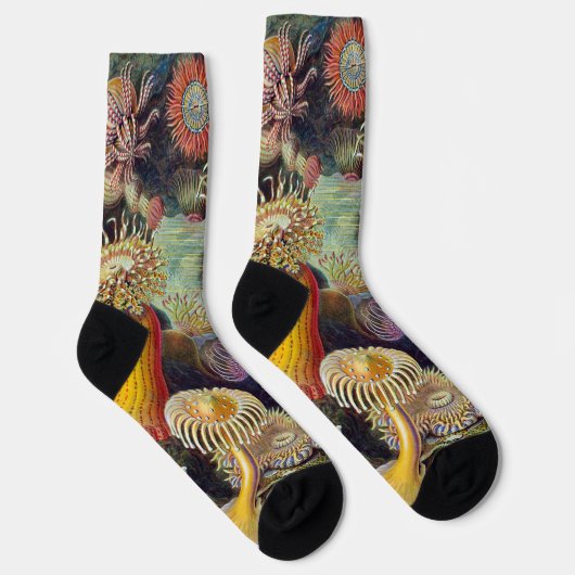 Vintage Unterwasserseelemone von Ernst Haeckel Socken (Rechts)