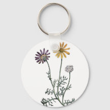 Vintage Ursinia Anthemoides Solar Fire Botanische