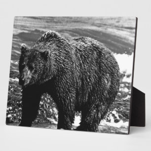 Vintage USA Alaska Braunbär 1970 Fotoplatte