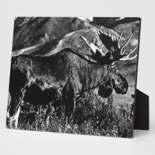 Vintage USA Alaska Bull Elch 1970 Fotoplatte