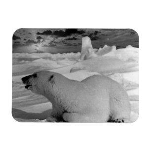 Vintage USA Alaska Eisbär 1970 Magnet
