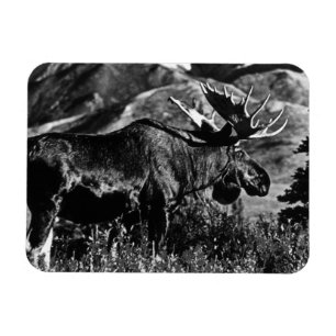 Vintage USA Alaska Elchbulle 1970 Magnet
