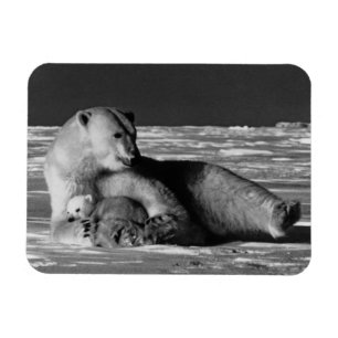 Vintage USA Alaska Mutter Eisbär 1970 Magnet
