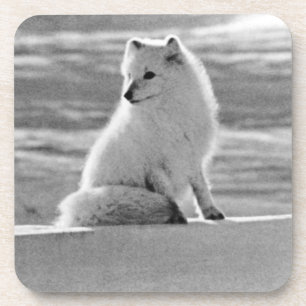 Vintage USA Alaska Polarfuchs Getränkeuntersetzer