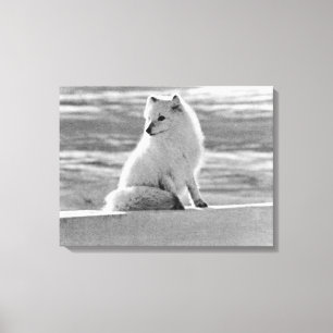 Vintage USA Alaska Polarfuchs Leinwanddruck