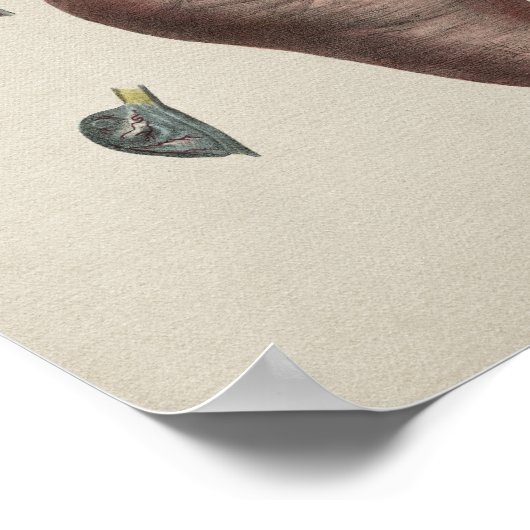 Vintage Uterus-Anatomie Poster (Ecke)