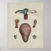 Vintage Uterus-Anatomie Poster (Vorne)