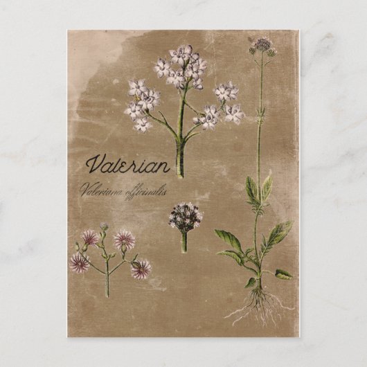 Vintage Valerian Herb Pflanze Postkarte (Vorderseite)