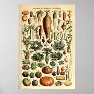 Vintage Vegetable Art by Adolphe Millot Poster