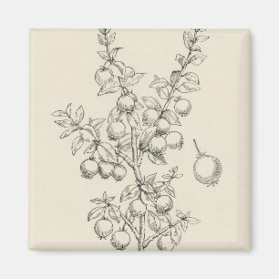 Vintage Veranschaulichung von Eugenia ugni Magnet