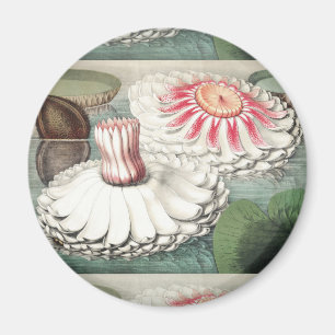 Vintage Victoria Regia Seerosen Kunst Druck Magnet