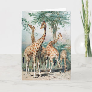 Vintage Vier Giraffen 1900er Buchillustration Karte