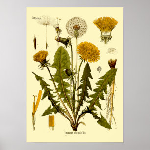 Vintage viktorianische Ära 1887 Löwenzahn Botanisc Poster
