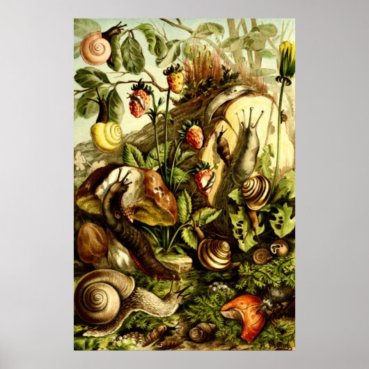 Vintage Viktorianische Ära 1890 Schnecken Poster (Vorne)