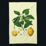 Vintage Viktorianische Era Lemon Botanische Illust Geschirrtuch<br><div class="desc">Dies ist ein digital erweiterter Ausdruck einer antiken Viktorianischen Ära 1887 Zitrusfrüchte botanische Illustration. Sie können die Hintergrundfarbe anpassen.</div>
