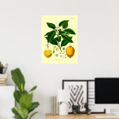 Vintage Viktorianische Era Lemon Botanische Illust Poster (Heimbüro)