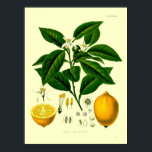 Vintage Viktorianische Era Lemon Botanische Illust Poster<br><div class="desc">Dies ist ein digital erweiterter Ausdruck einer antiken Viktorianischen Ära 1887 Zitrusfrüchte botanische Illustration. Sie können die Hintergrundfarbe anpassen.</div>