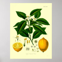 Vintage Viktorianische Era Lemon Botanische Illust