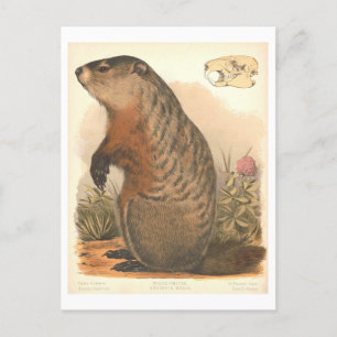 Vintage viktorianische Lithografie eines Waldmurme Postkarte