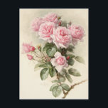 Vintage Viktorianische romantische Rose Postkarte<br><div class="desc">Vintage Viktorianische romantische Rose in einem hübschen Rosaton.</div>