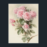 Vintage Viktorianische romantische Rose Postkarte<br><div class="desc">Vintage Viktorianische romantische Rose in einem hübschen Rosaton.</div>