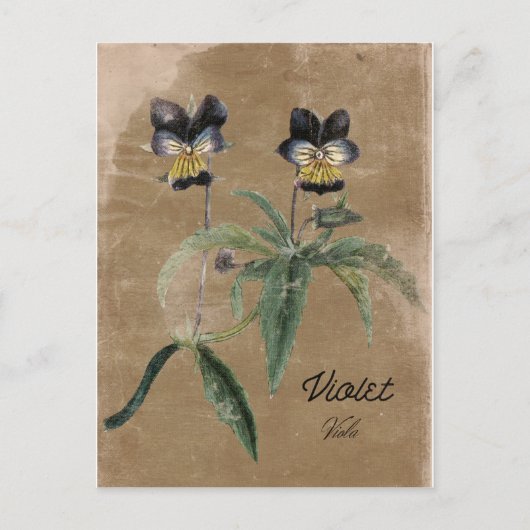 Vintage Violet-Blume Postkarte (Vorderseite)