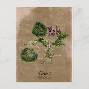 Vintage Violett-Postkarte Postkarte