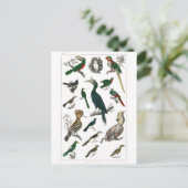 Vintage Vögel Alte Illustration Kunsttiere Postkarte (Stehend Vorderseite)