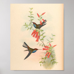 Vintage Vögel Art Bird Print Blume Poster
