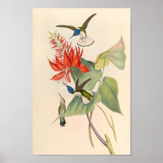 Vintage Vögel Art Bird Print Blume Poster (Vorne)
