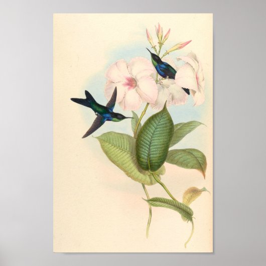 Vintage Vögel Art Bird Print Blume Poster (Vorne)