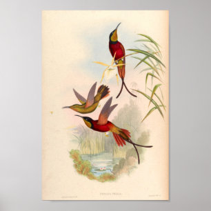 Vintage Vögel Art Bird Print Blume Poster