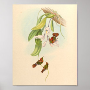 Vintage Vögel Art Bird Print Blume Poster