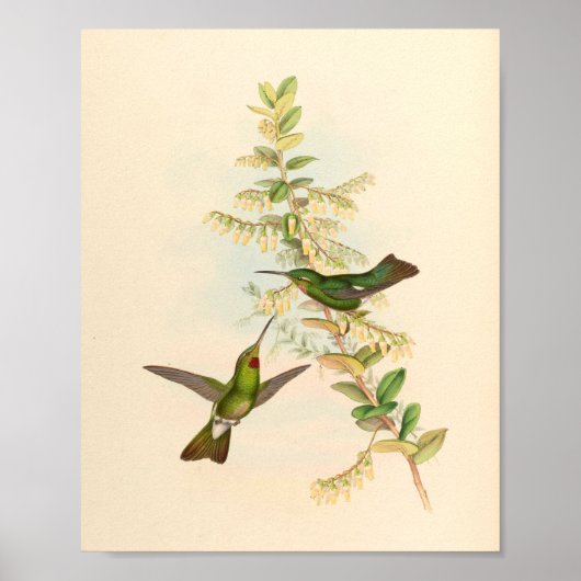 Vintage Vögel Art Bird Print Blume Poster (Vorne)