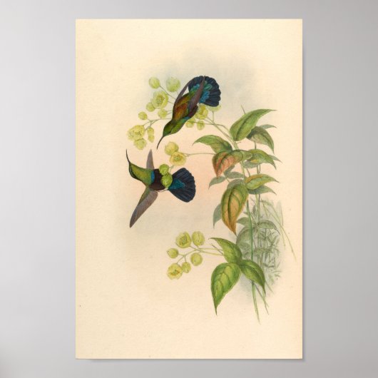 Vintage Vögel Art Bird Print Blume Poster (Vorne)