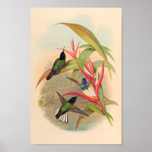 Vintage Vögel Art Bird Print Blume Poster (Vorne)