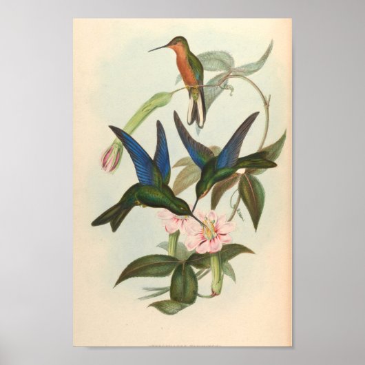 Vintage Vögel Art Bird Print Blume Poster (Vorne)