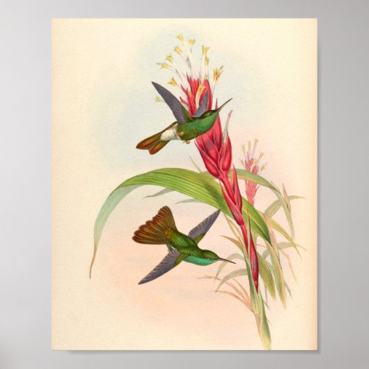 Vintage Vögel Art Bird Print Blume Poster (Vorne)