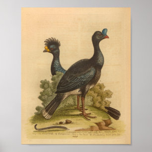 Vintage Vogel Blau Gelb Hauben Druck Poster