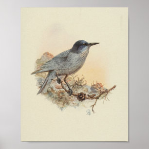 Vintage-Vogel-Blau-getüpfelt Druck Poster
