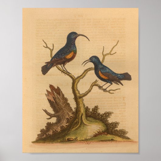 Vintage-Vogel-Blau-Orange-Druck Poster (Vorne)
