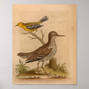 Vintage-Vogel-Braun-Gelb-Druck Poster