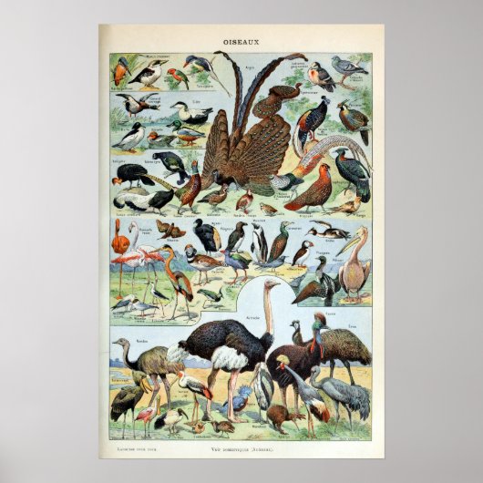 Vintage Vögel der Welt Poster (Vorne)