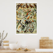 Vintage-Vogel-Druck Französischer Vogelposter Poster (Küche)