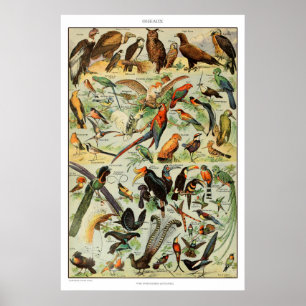 Vintage-Vogel-Druck Französischer Vogelposter Poster